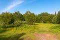 Forest swamp on Anzersky Island Royalty Free Stock Photo