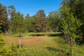 Swamp in the forest on Anzersky Island Royalty Free Stock Photo