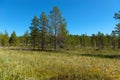 Forest swamp on Anzersky Island Royalty Free Stock Photo