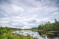 Forest swamp on a cloudy day Royalty Free Stock Photo