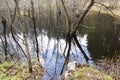 Forest swamp in early spring Royalty Free Stock Photo