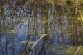 Forest swamp in early spring Royalty Free Stock Photo