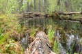 A forest swamp with fallen pine trunks in early spring Royalty Free Stock Photo