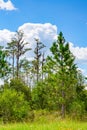 Forest swamp land in Okefenokee Swamp Park, Southern Georgia