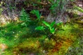 Forest swamp land in Okefenokee Swamp Park, Southern Georgia