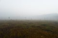 Forest swamp in the predawn dense fog