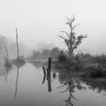 Forest swamp scene Royalty Free Stock Photo