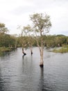 Forest swamp scene