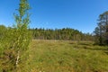 Forest swamp on Solovki Island