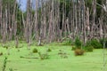 Forest swamp surrounded by trees with dried trunks