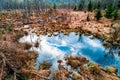 Forest swamp, trees and water, aerial