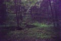 Forest with synchronous fireflies Royalty Free Stock Photo