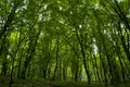 Forest in Syunik province Armenia