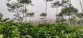 Forest at takokak hills,Cianjur Indonesia