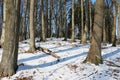 Forest with tall bare trees on the snowy ground in winter