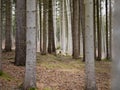 Forest with Tall Coniferous Trees Royalty Free Stock Photo