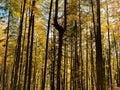 forest of tall golden trees with sunbeams. autumn time