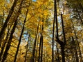 forest of tall golden trees with sunbeams. autumn weather