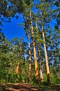 Forest of tall karri trees (Eucalyptus diversicolor) in Western Australia Royalty Free Stock Photo