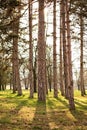 Sunny pine tree forest Royalty Free Stock Photo
