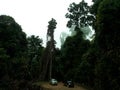 forest with tall trees covered in morning mist with two cars.  in malinau, north kalimantan, indonesia Royalty Free Stock Photo