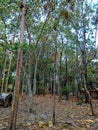 Forest, tall trees, overgrown forest, peaceful, simple, hut