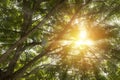 Forest tall trees pine grass sun rays, beautiful rays of sunlight shining through the vibrant lush green foliage and creating a Royalty Free Stock Photo