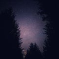 Forest with tall trees with starry sky in the background at night