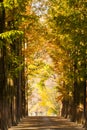 Forest with tall trees with yellow leaves autumn foliage in Nami Island, South korea Royalty Free Stock Photo