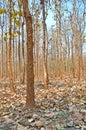 Forest of teak tree