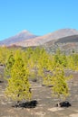 Forest In Teide National Park Tenerife Royalty Free Stock Photo