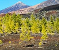 Forest In Teide National Park Tenerife Royalty Free Stock Photo