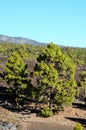 Forest In Teide National Park Tenerife Royalty Free Stock Photo