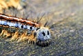 Forest tent caterpillar backside macro Royalty Free Stock Photo