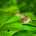 Forest tent caterpillar moth, malacosoma disstria Royalty Free Stock Photo