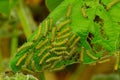 Forest tent caterpillars on a leaf near Sangli