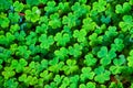 Forest texture asset of three leaf clovers covering ground Royalty Free Stock Photo