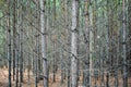 Forest texture. Tightly growing trees in the forest. Young pines grow in even rows in a forest glade.