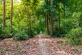 Forest in thailand, small path