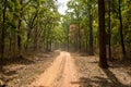 Forest themed background on a winter morning, Kanha national park