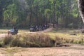Forest themed background on a winter morning, Kanha national park