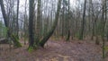 In the forest there are bushes and birch trees, in some places in large groups and rare spruces. Below, the trunks of trees are co Royalty Free Stock Photo