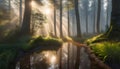 forest in thick dense fog with reflection of the sun\'s rays penetrating through foliage and puddles in the grass,