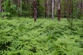 A forest with with a thick fern undergrowth