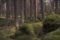 Forest thicket during the day. Pine and spruce trunks. Selective focus Royalty Free Stock Photo