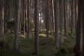Forest thicket during the day. Pine and spruce trunks. Selective focus. Royalty Free Stock Photo