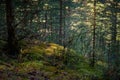 Forest thicket, ground covered with wet moss, trees grow thickly. Magical coniferous forest on sunny summer day. Beautiful natural Royalty Free Stock Photo