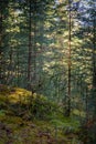 Forest thicket, ground covered with wet moss, trees grow thickly. Magical coniferous forest on sunny summer day. Beautiful natural Royalty Free Stock Photo