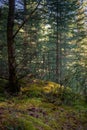 Forest thicket, ground covered with wet moss, trees grow thickly. Magical coniferous forest on sunny summer day. Beautiful natural Royalty Free Stock Photo