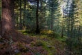 Forest thicket, ground covered with wet moss, trees grow thickly. Magical coniferous forest on sunny summer day. Beautiful natural Royalty Free Stock Photo